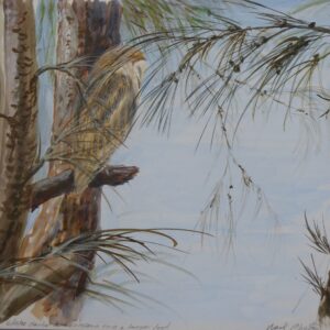 American Barn Owl Study by Mark Chester