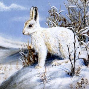 "Mountain Hare" by Mark Chester