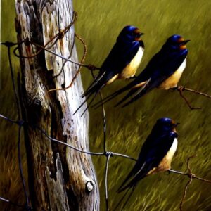 "Swallows" by Terance James Bond