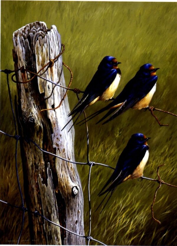 "Swallows" by Terance James Bond