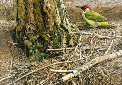 Green Woodpecker by Terance James Bond
