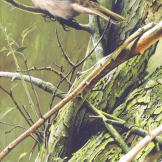 Tree Sparrow by Terance James Bond