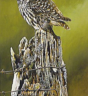 Little Owl by Terance James Bond