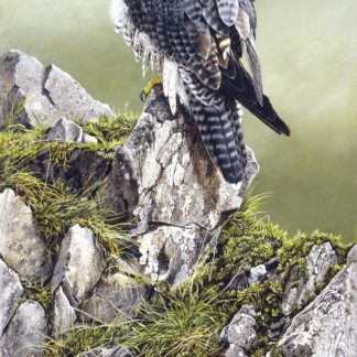Peregrine Poised by Terance James Bond