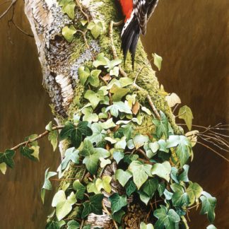 Great Spotted Woodpecker by Terance James Bond