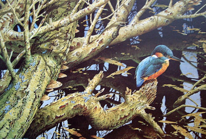 Kingfisher by Terance James Bond