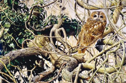 Tawny Owl by Terance James Bond