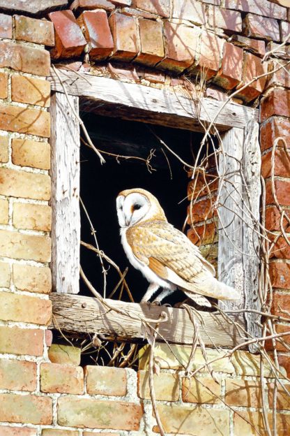 Barn Owl (In The Frame) by Terance James Bond