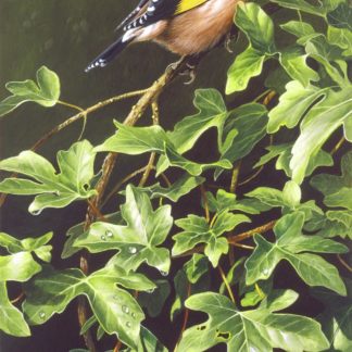 Goldfinch by Terance James Bond