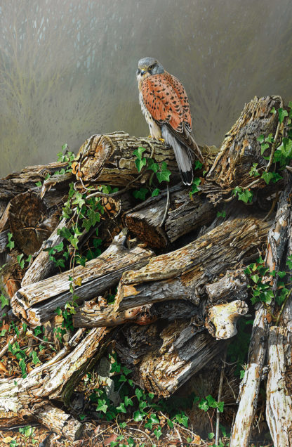 Top of the Pile (European Kestrel) by Terance James Bond