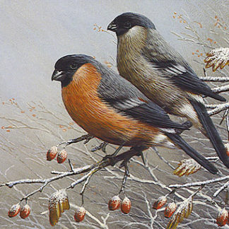 Bullfinches in Winter