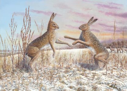 Boxing Hares by Mark Chester