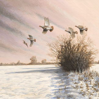 Evening Rising - Grey Partridges