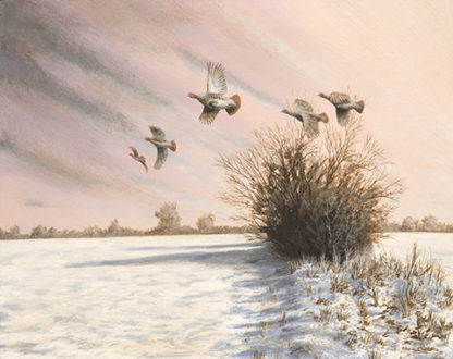 Evening Rising - Grey Partridges