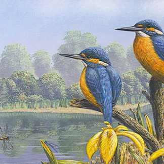 Notelet Pack 2 - Summer Kingfishers