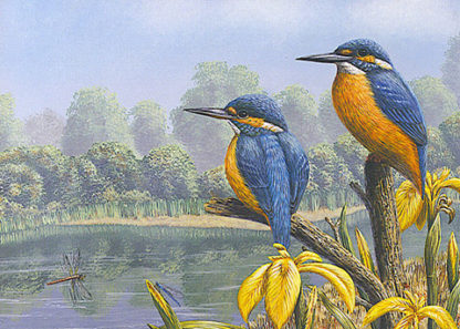 Notelet Pack 2 - Summer Kingfishers
