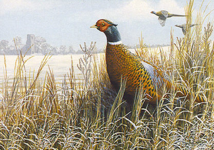 Pheasant in a Winter Landscape
