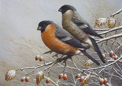 Bullfinches in Winter