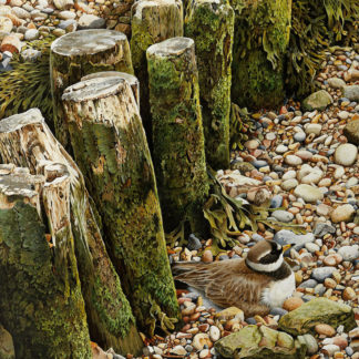 Ringed Plover by Terance James Bond