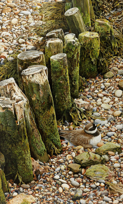 Ringed Plover by Terance James Bond