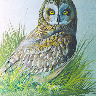 Short-Eared Owl by Kenneth Smith