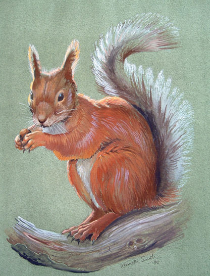 Red Squirrel by Kenneth Smith