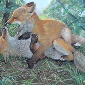 Fox Cub Frolics by Kenneth Smith