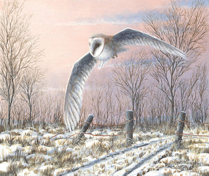 Winter Evening (Barn Owl) by Mark Chester