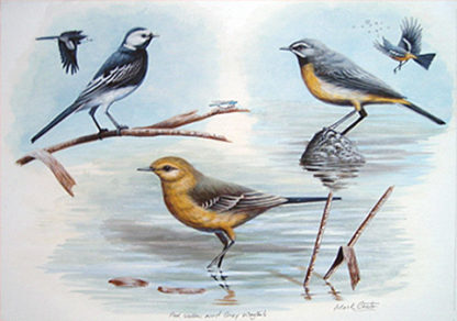 Wagtails Study by Mark Chester