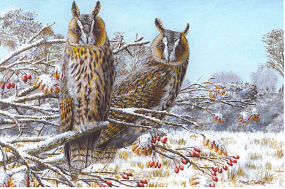 Long-eared Owls - Card Pack