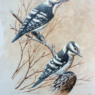 Lesser Spotted Woodpeckers by Mark Chester