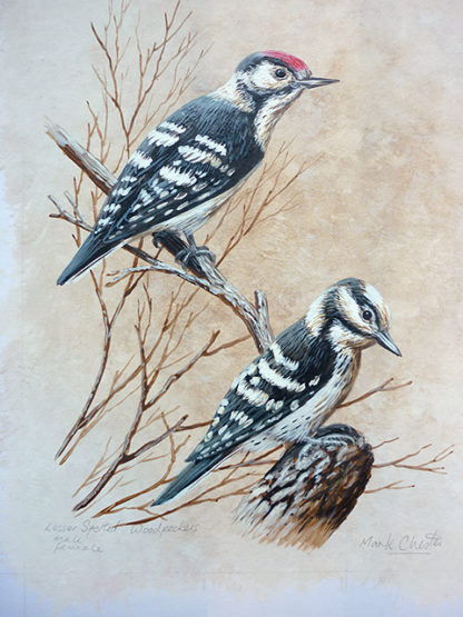 Lesser Spotted Woodpeckers by Mark Chester