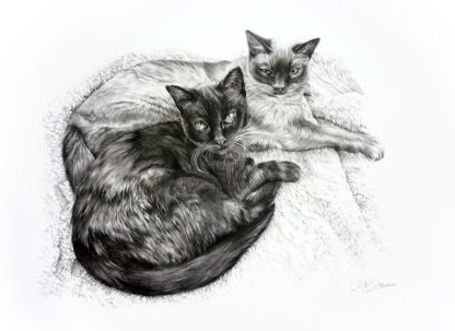 Saff and Cass by Maria Brown - Your Cat?