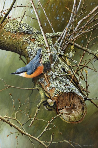 Nuthatch by Terance James Bond