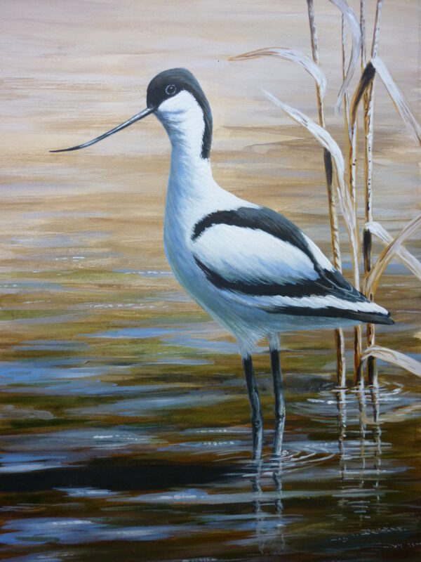 mc1155avocet