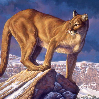 Winter Canyon (Cougar)