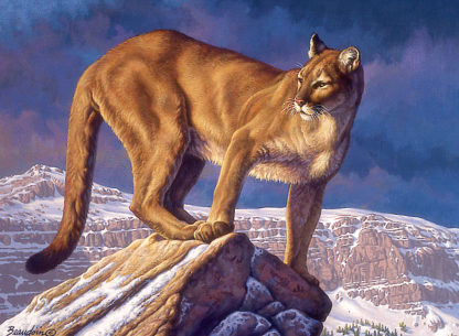 Winter Canyon (Cougar)