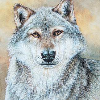 Grey Wolf