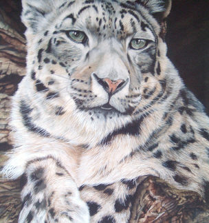 Snow Leopard