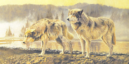 Misty Morning Wolves