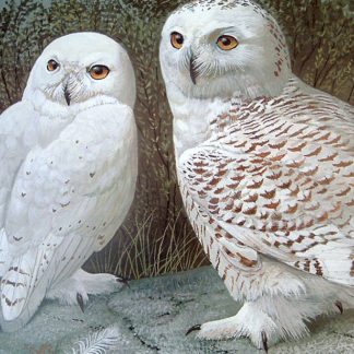Tundra Sovereigns (Snowy Owls)