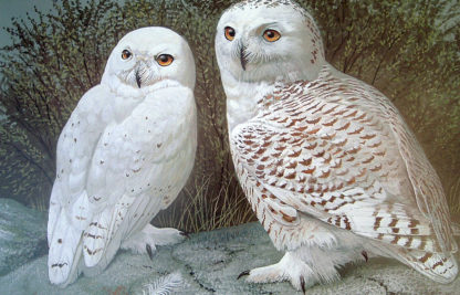 Tundra Sovereigns (Snowy Owls)