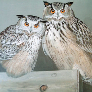 Tomsk & Olga (Eastern Siberian Eagle Owls)