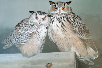 Tomsk & Olga (Eastern Siberian Eagle Owls)