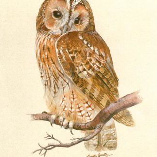 Tawny Vigil