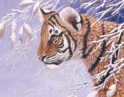 Winter Tiger by Mark Chester