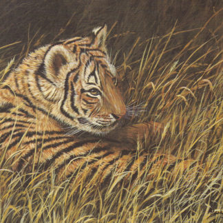 Resting Tiger Cub by Mark Chester