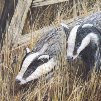 Badger Pair by Mark Chester