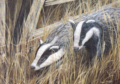 Badger Pair by Mark Chester