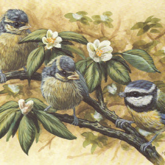 Young Blue Tits by Mark Chester